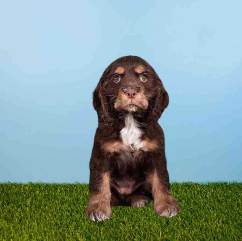 carousel pet images