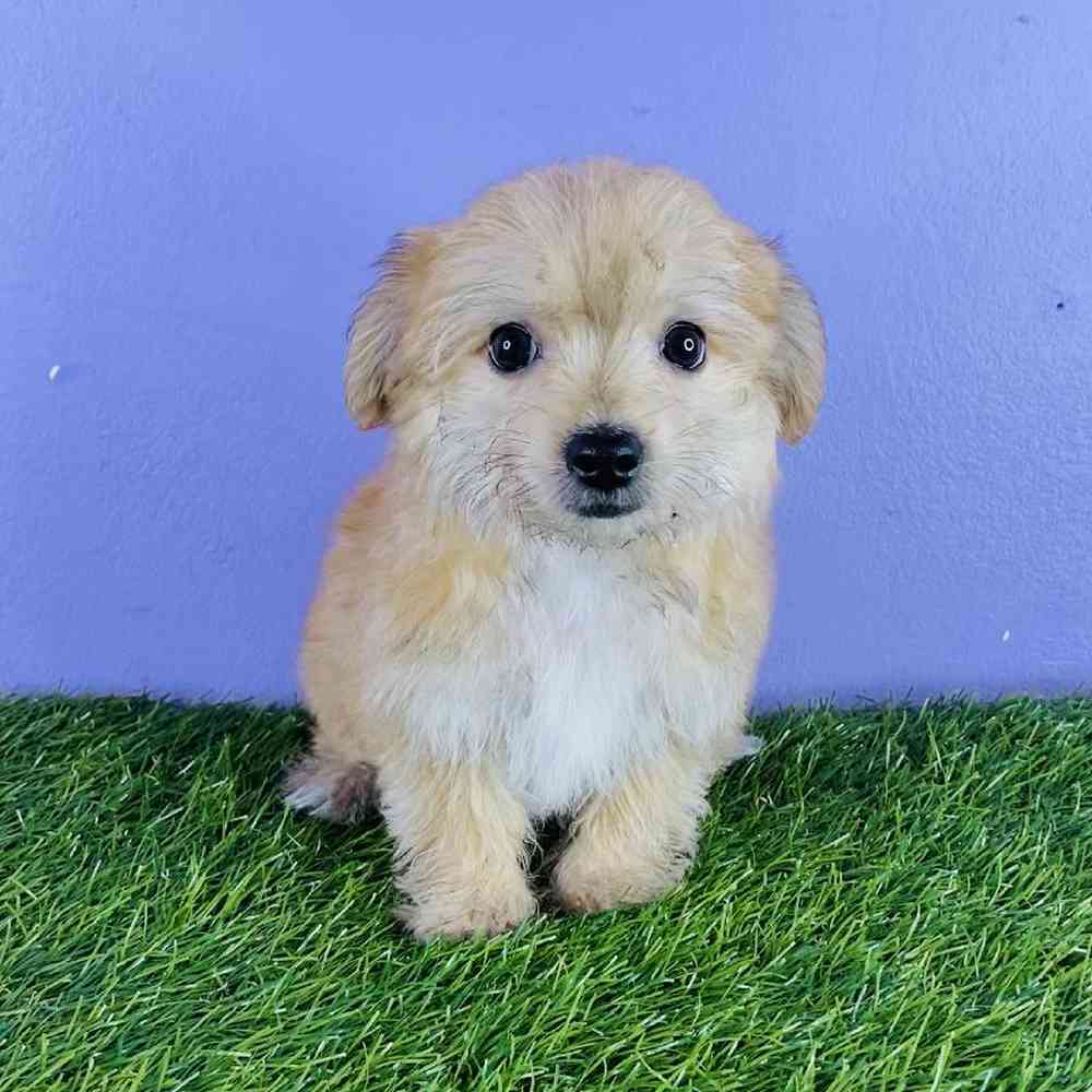 Male Yochon Puppy for sale