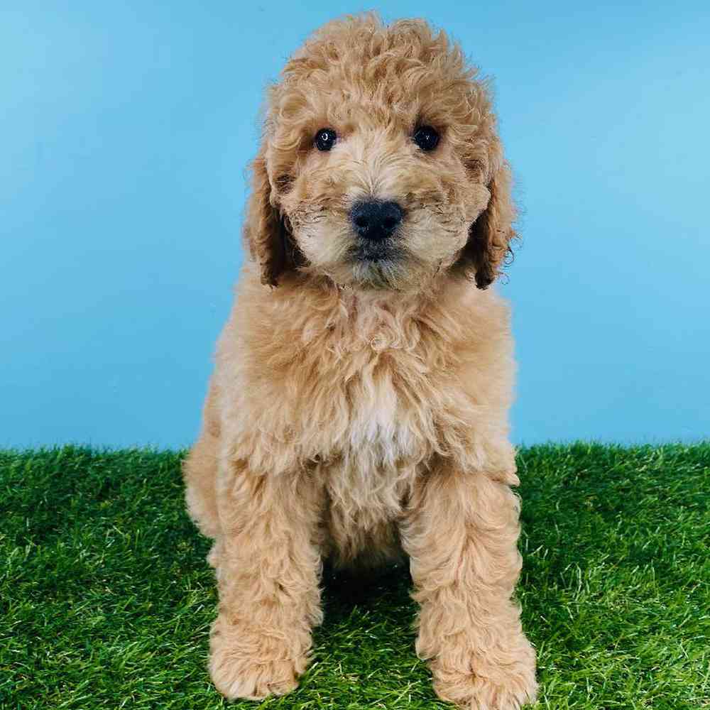Male 2nd Gen Mini Goldendoodle Puppy for sale