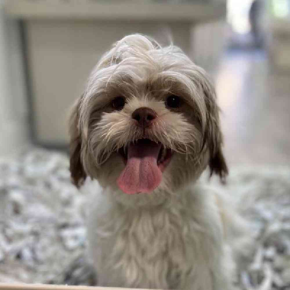 Male Shih Tzu Puppy for Sale in Meridian, ID