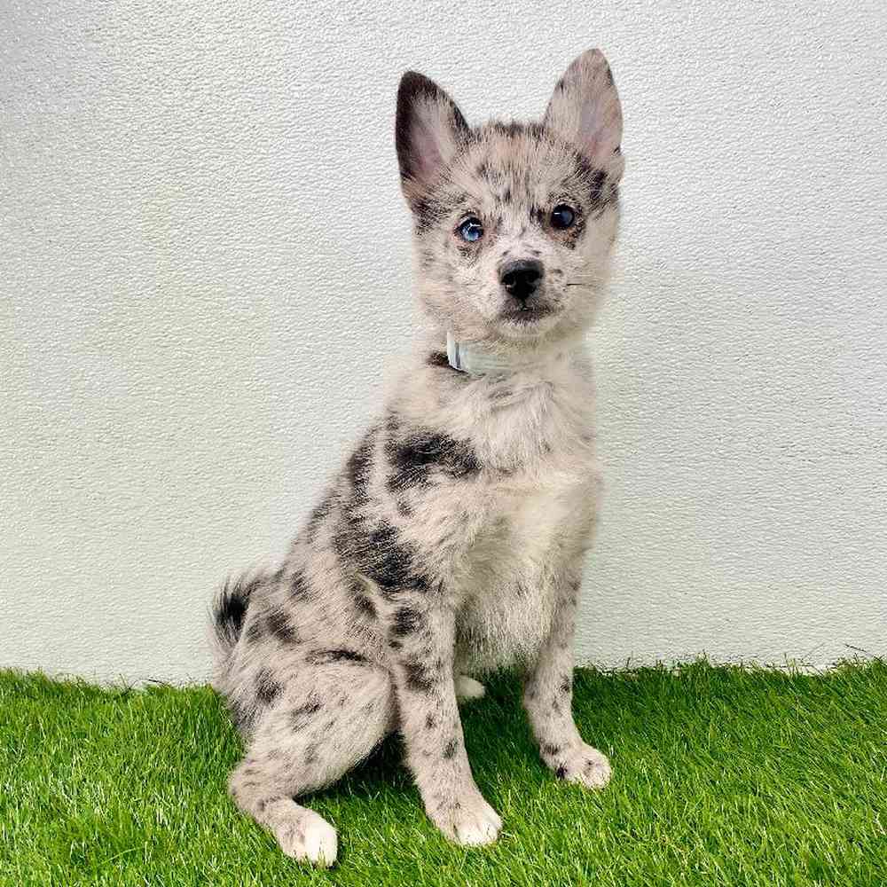 pet breed image
