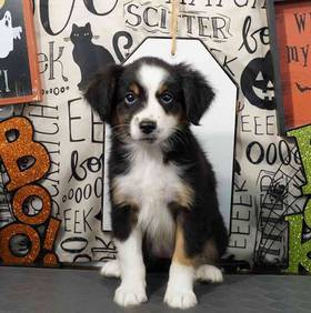 Mini Australian Shepherd