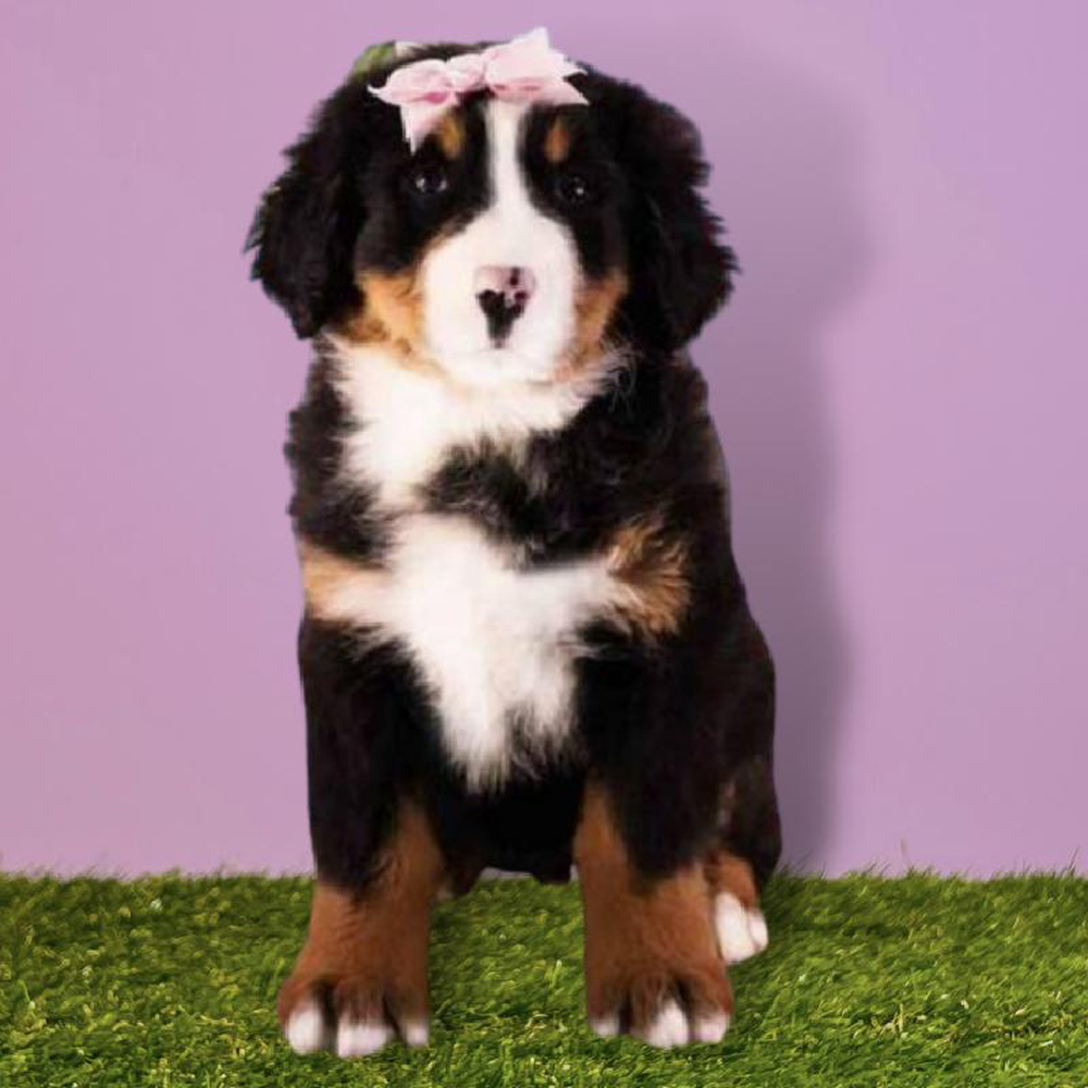 Female Bernese Mountain Dog Puppy for sale