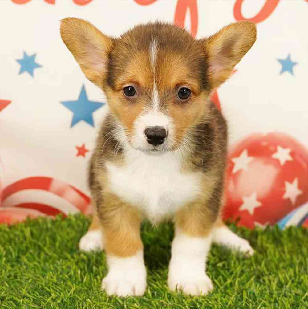 carousel pet images