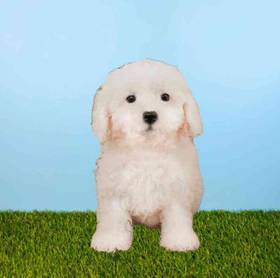 Bichon