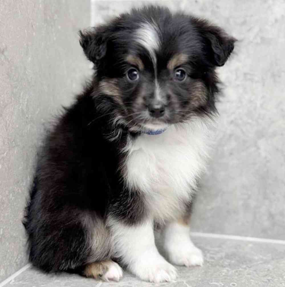 pet breed image