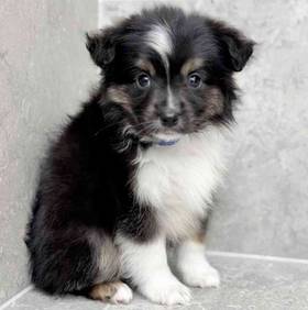 Mini Australian Shepherd