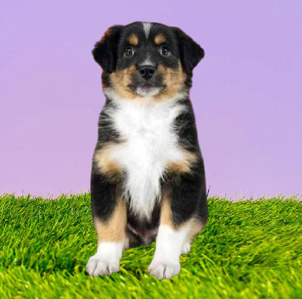 Male Mini Aussie Puppy for sale