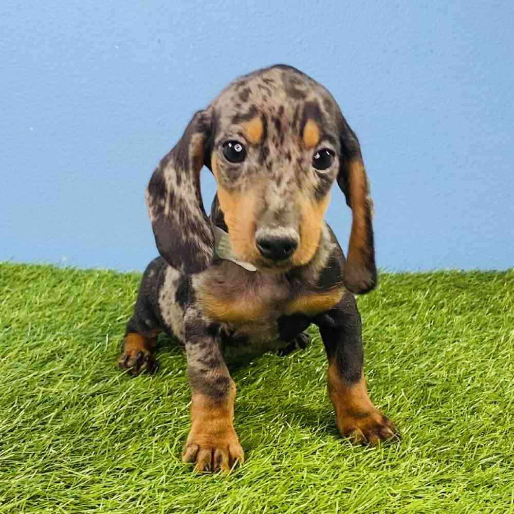 carousel pet images