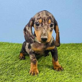 Dachshund