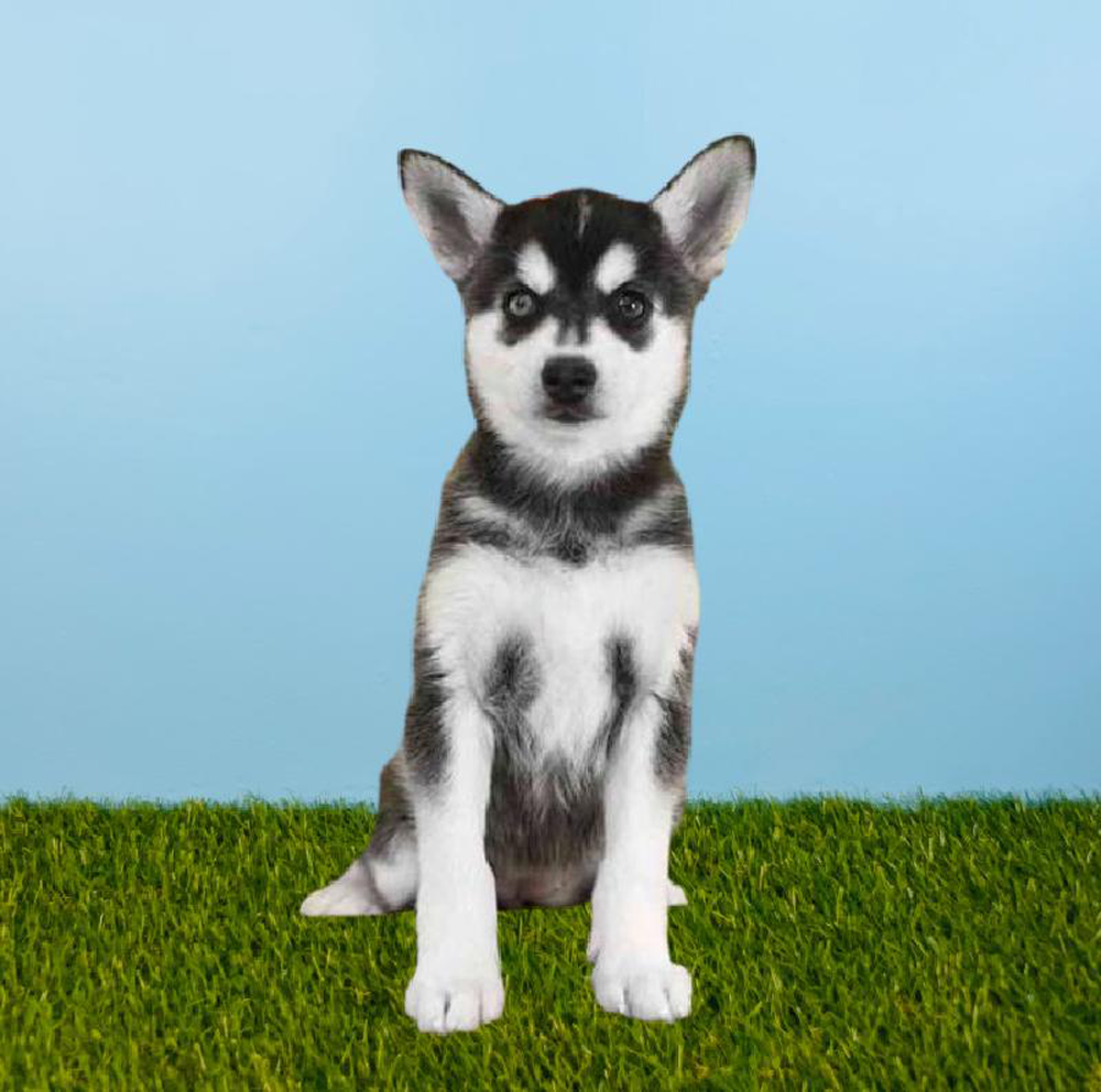 Female Alaskan Klee Kai Puppy for sale