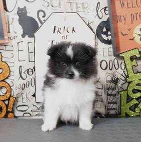 Pomeranian