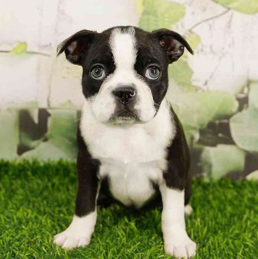 pet breed image