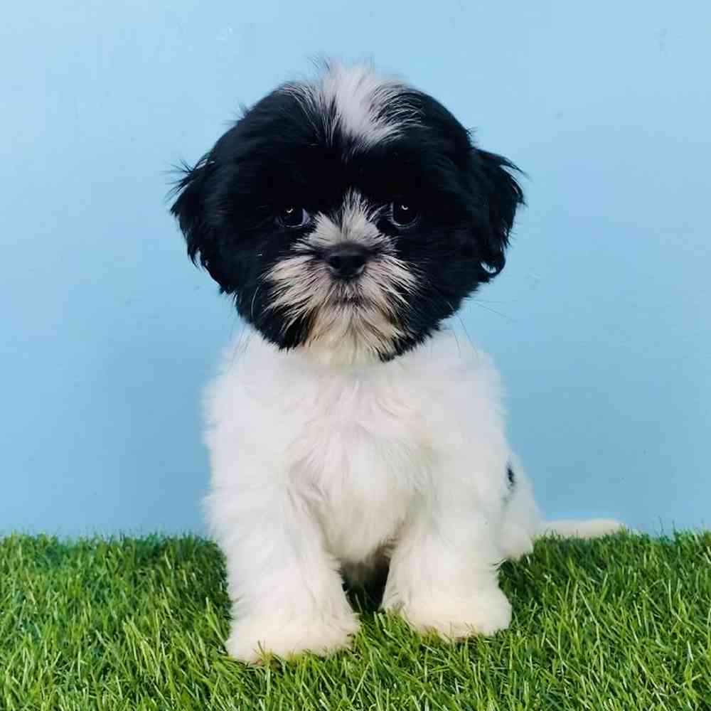 Male Shih Tzu Puppy for sale