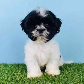 Shih Tzu