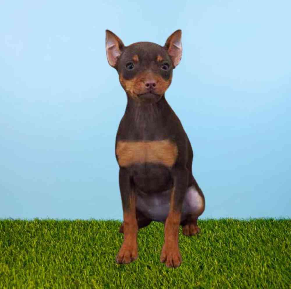 Female Min Pin Puppy for Sale in Meridian, ID