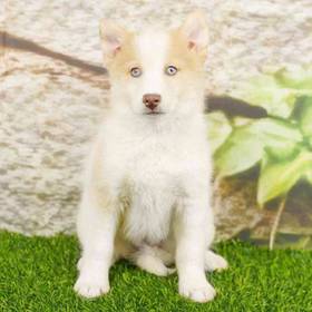 Pomsky
