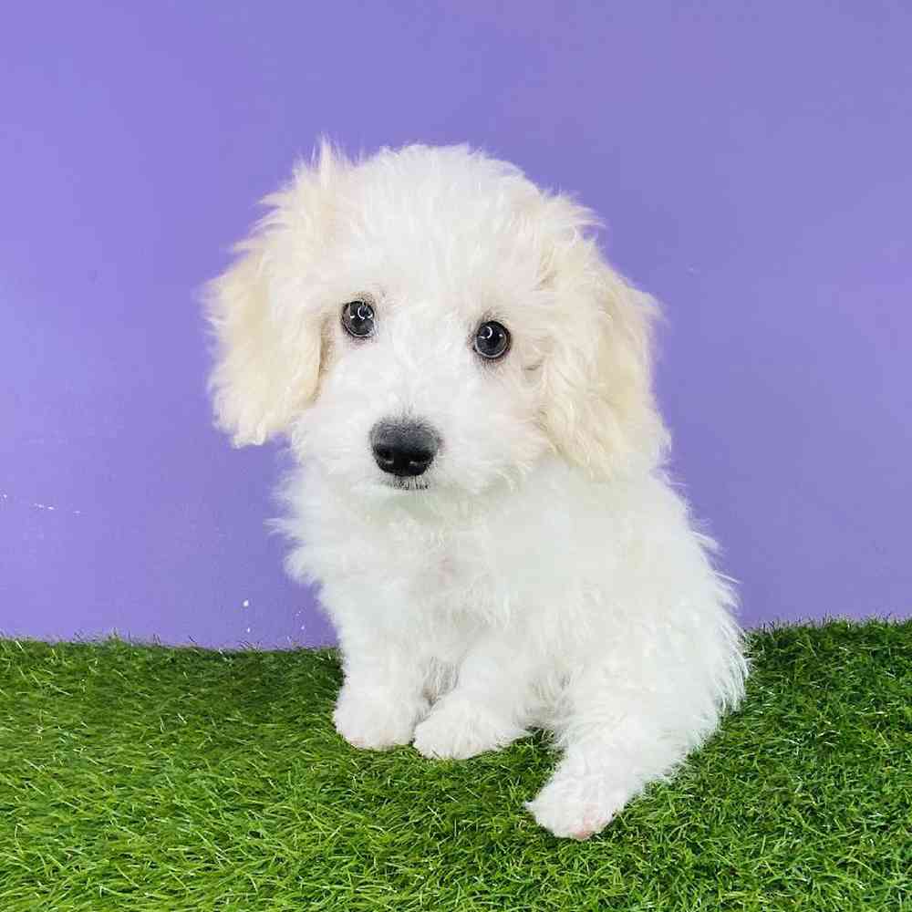 Male Cavachon Puppy for sale