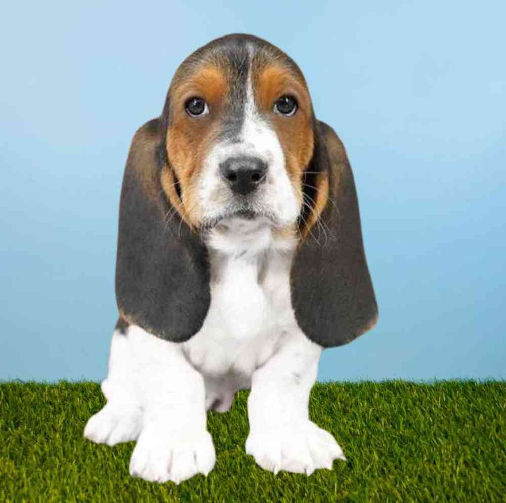 Female Basset Hound Puppy for sale