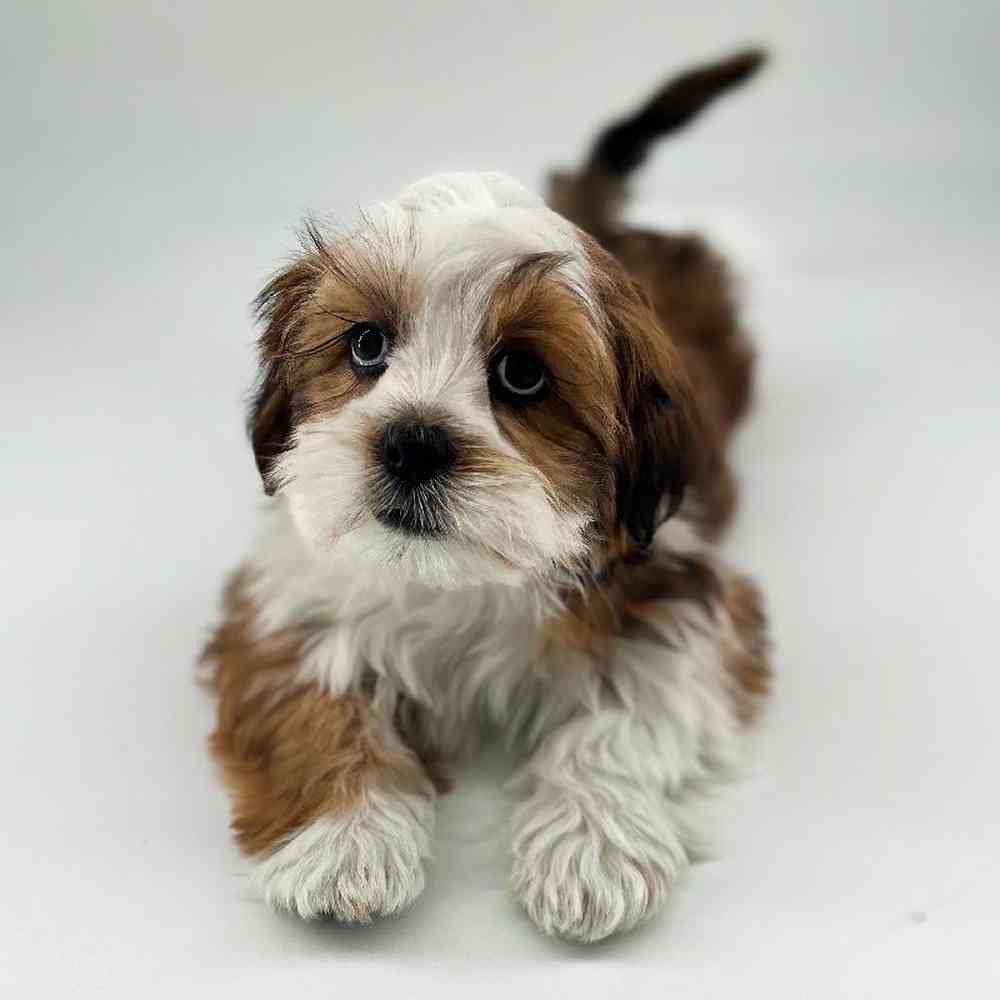 carousel pet images