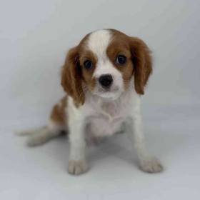 Cavalier King Charles Spaniel