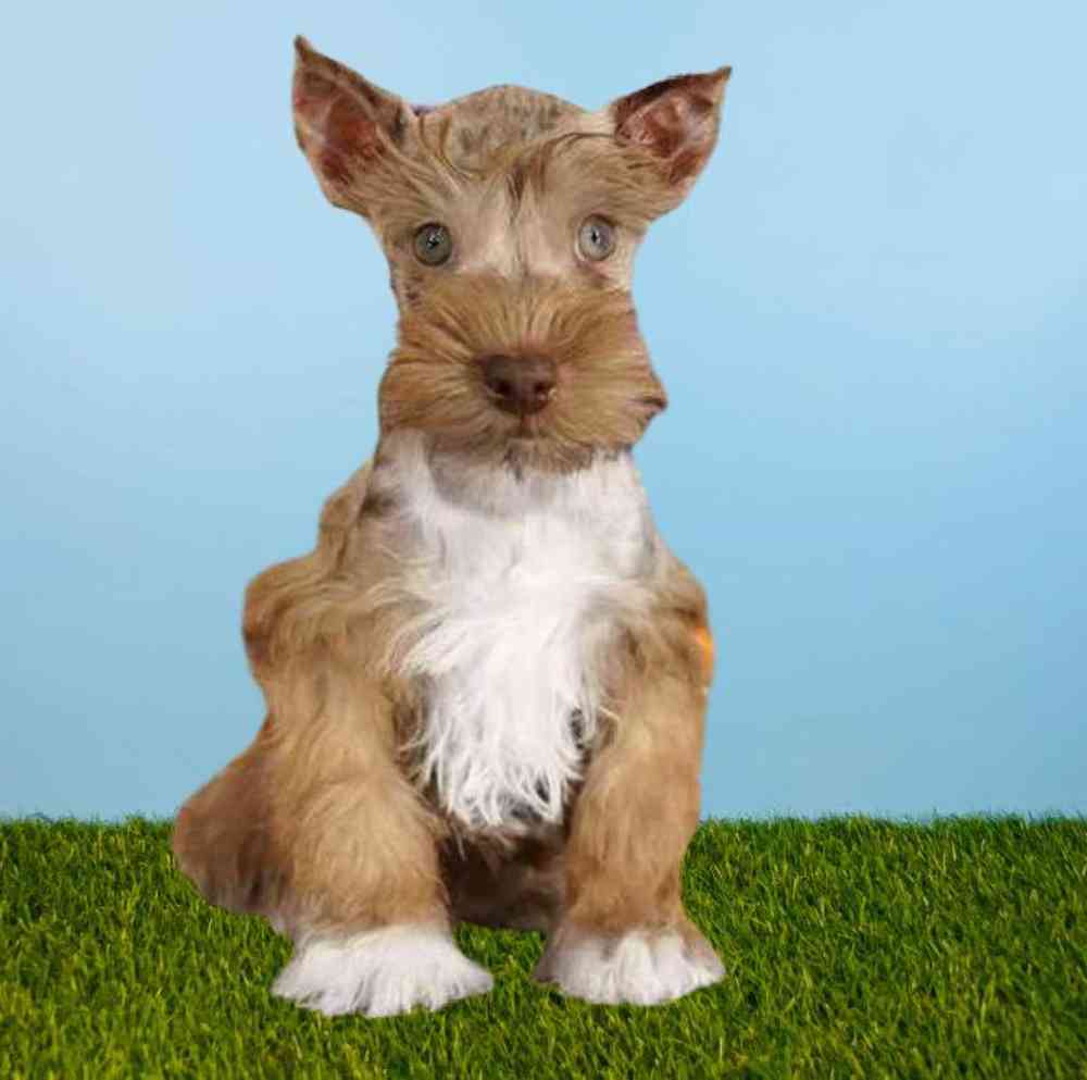 Female Mini Schnauzer Puppy for sale