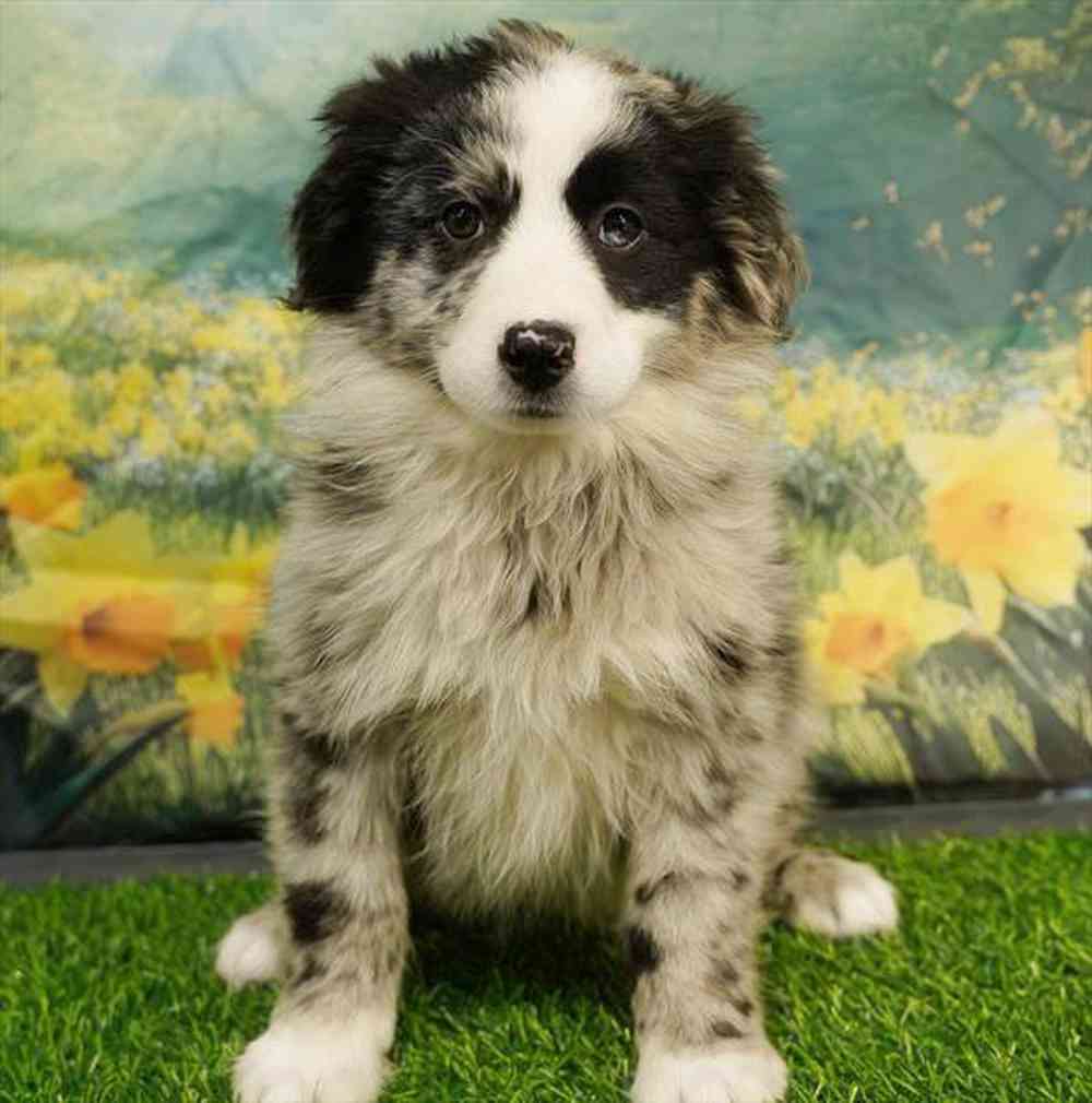 pet breed image