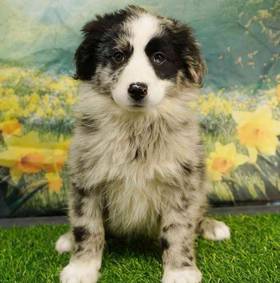 Mini Australian Shepherd