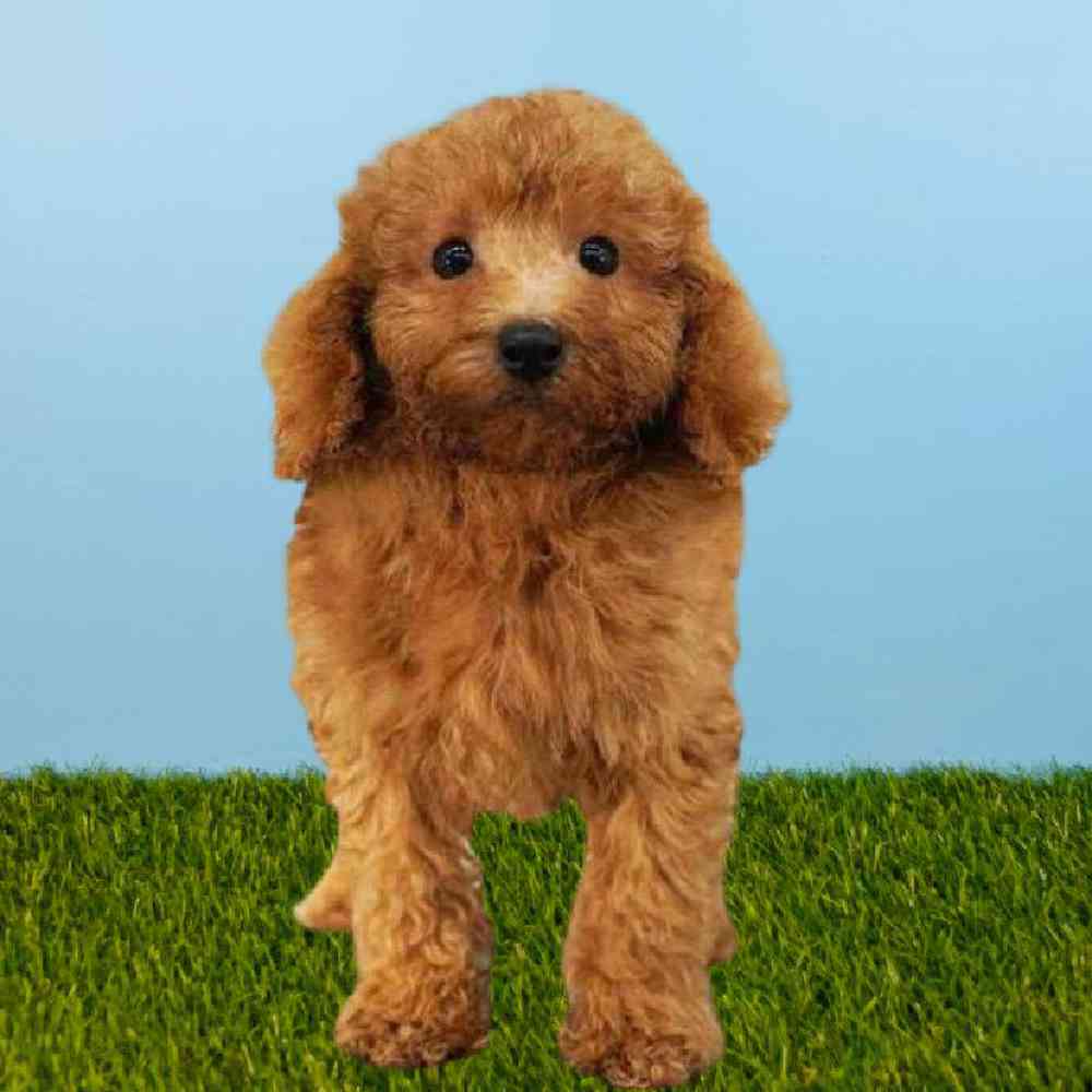 Male Poodle Puppy for sale