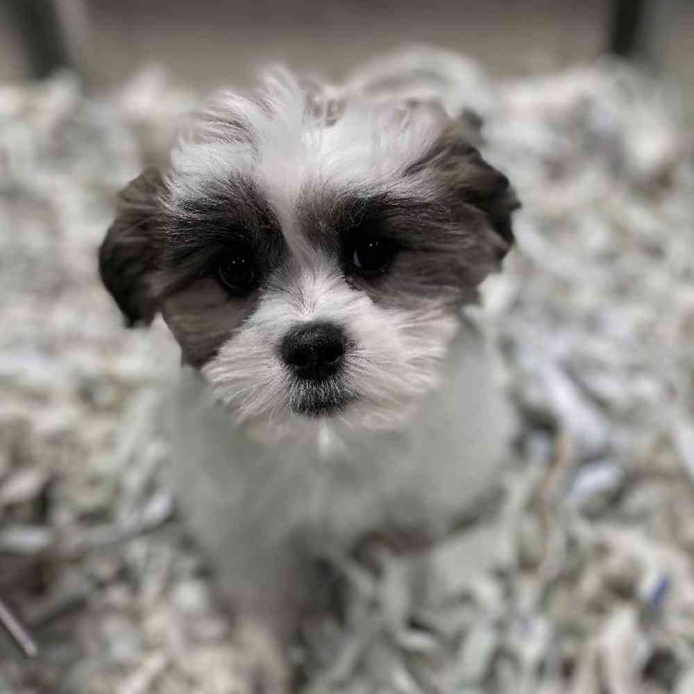 carousel pet images