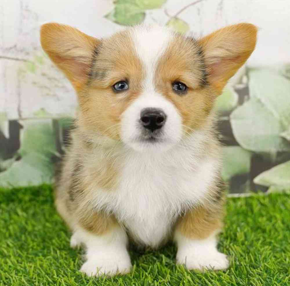 pet breed image