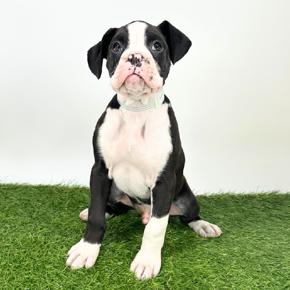 pet breed image