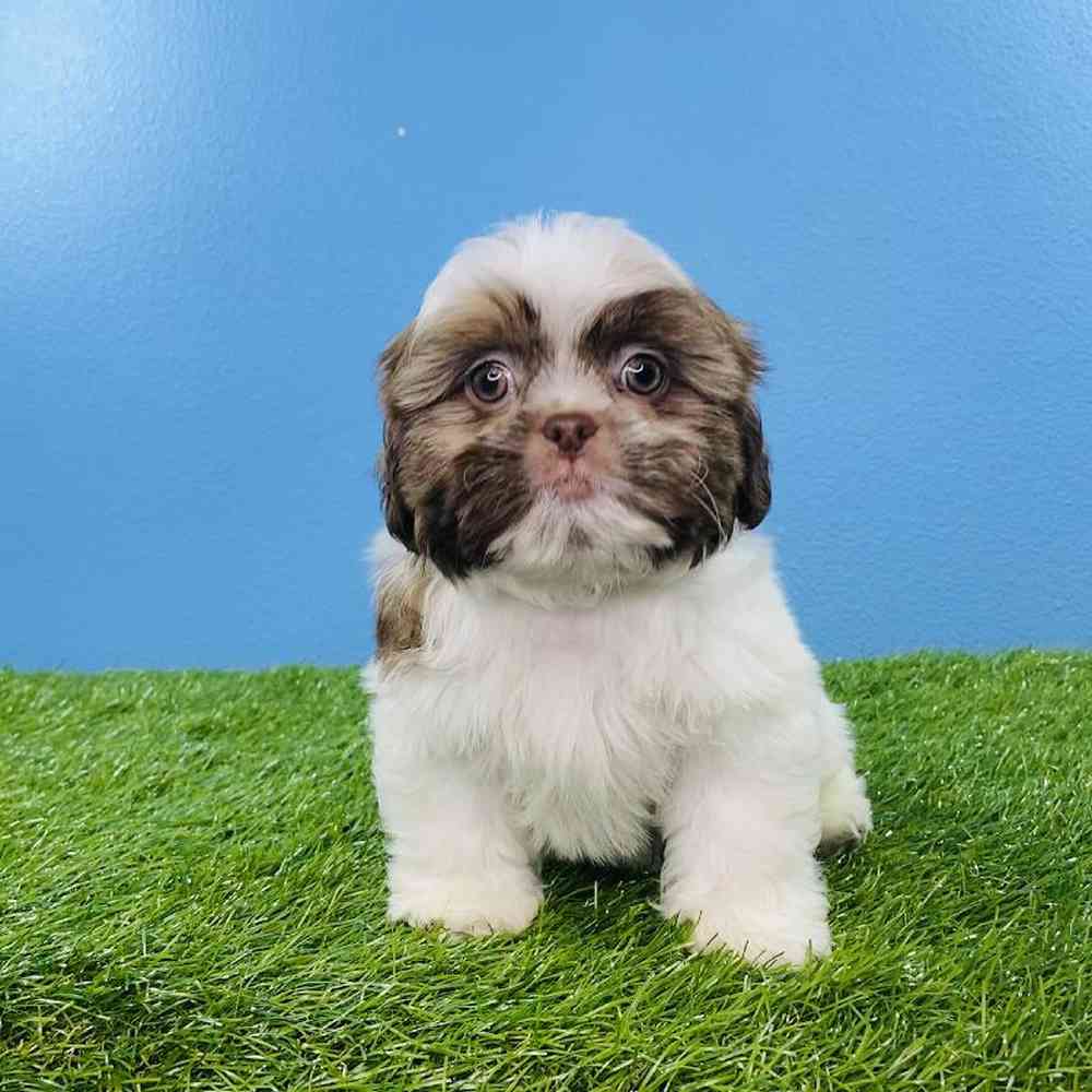 carousel pet images