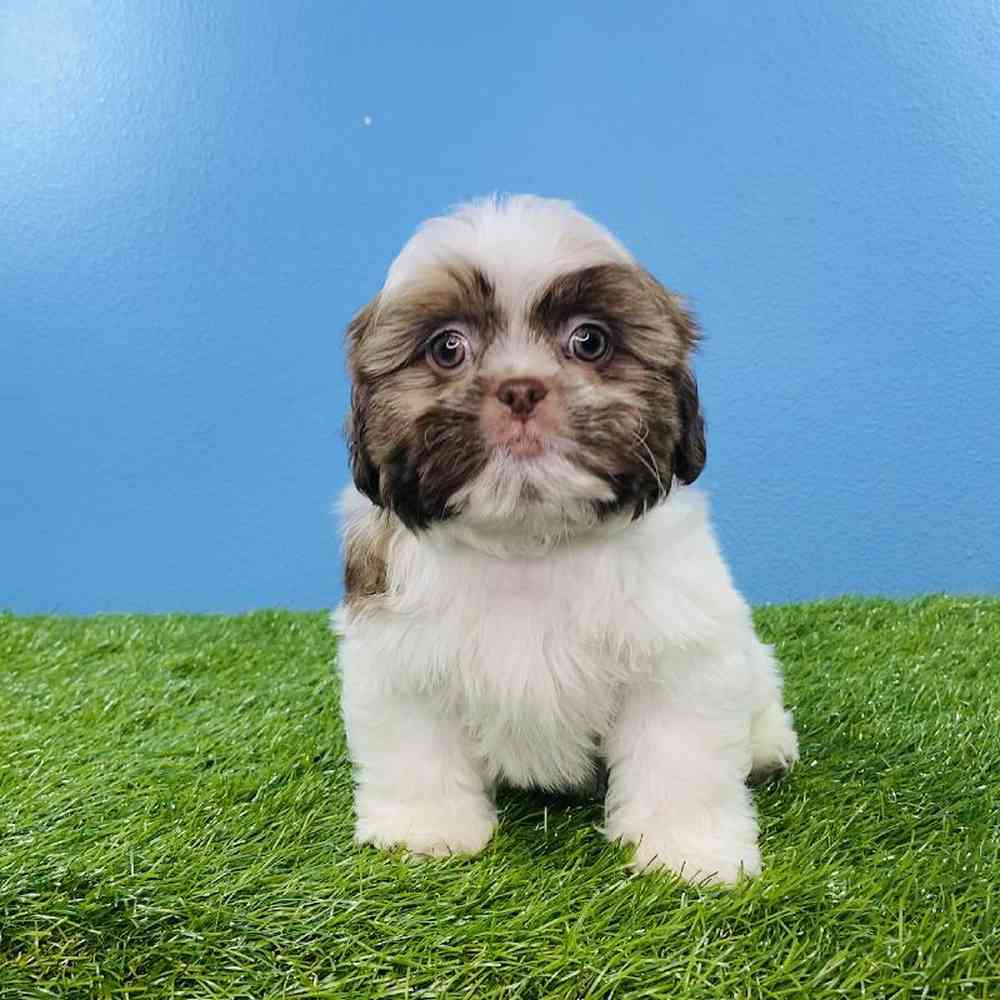 Male Shih Tzu Puppy for sale