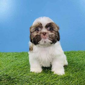 Shih Tzu