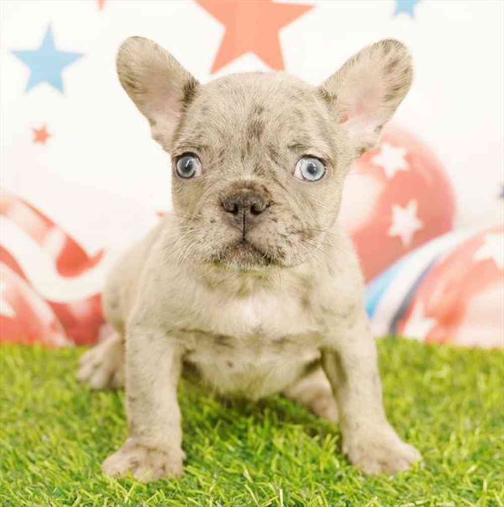 carousel pet images