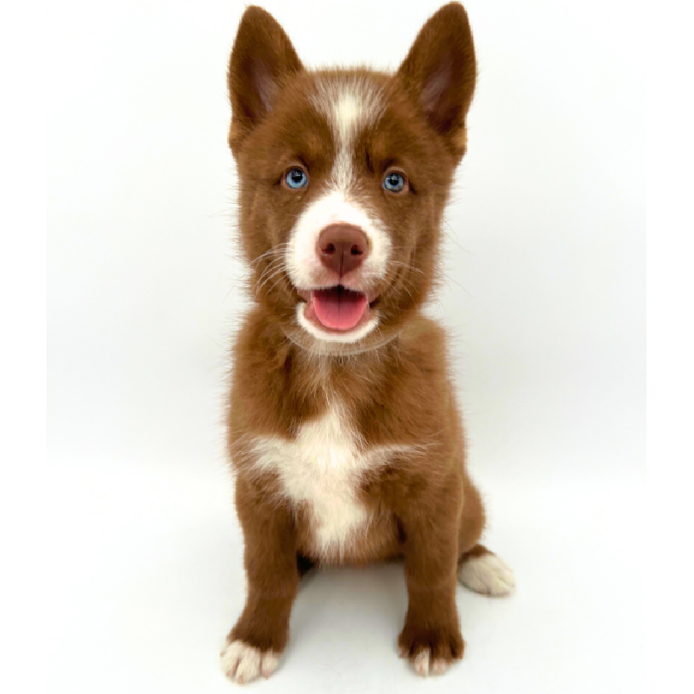 carousel pet images