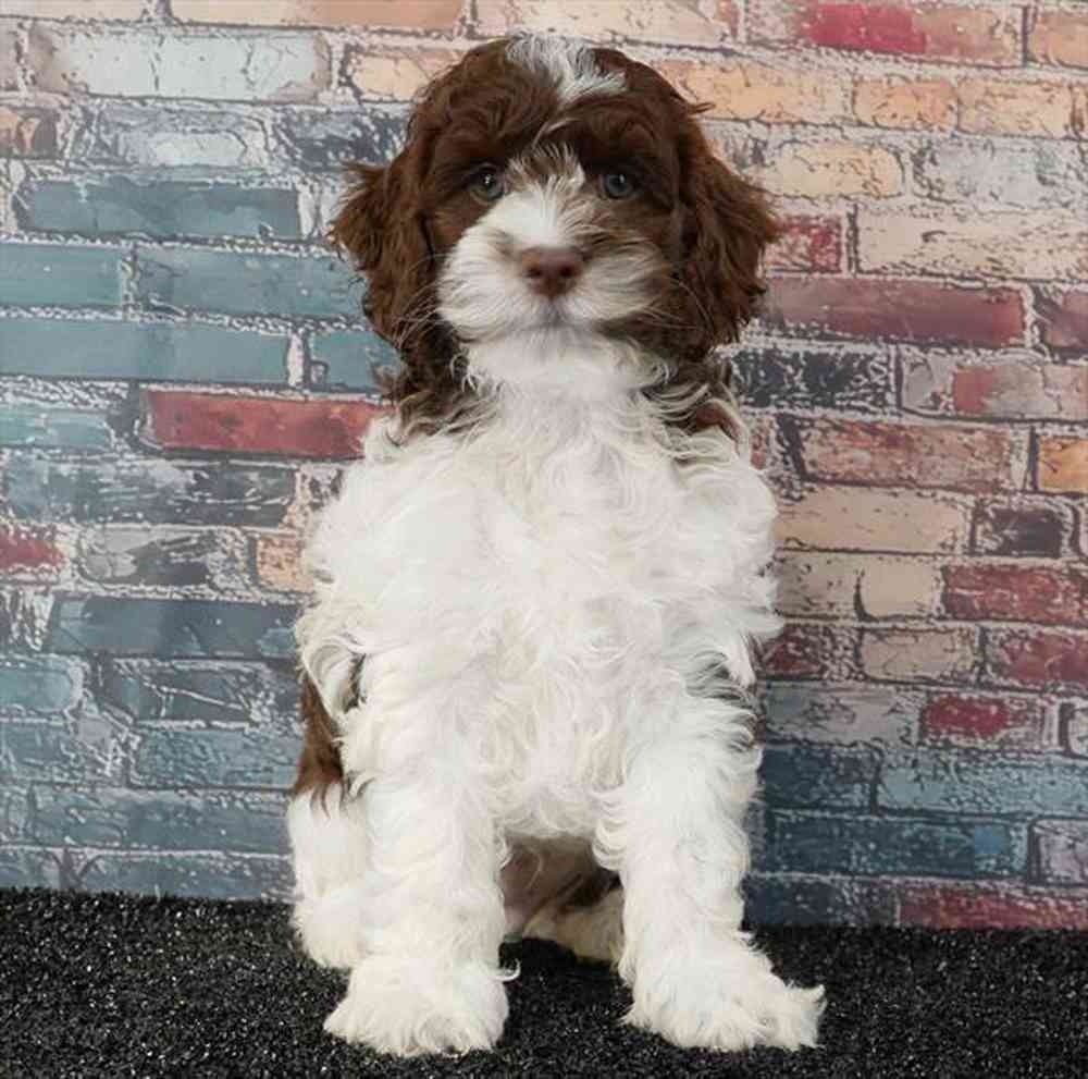 Information on Cockapoo Puppies for Sale in Ada County, Idaho