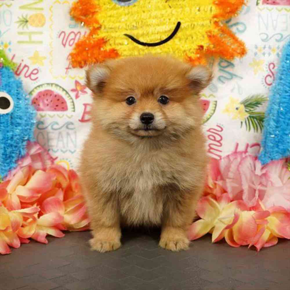 carousel pet images