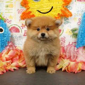 Pomeranian