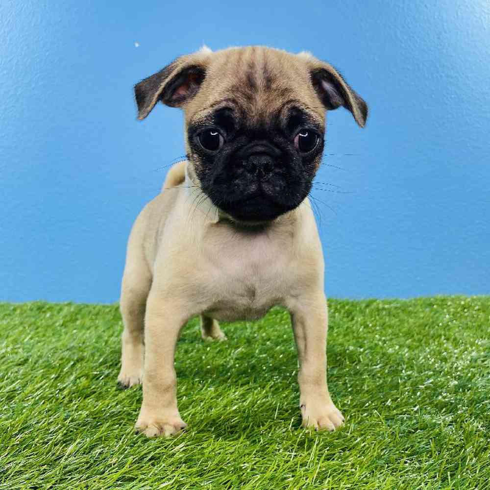 Female Pug Puppy for sale