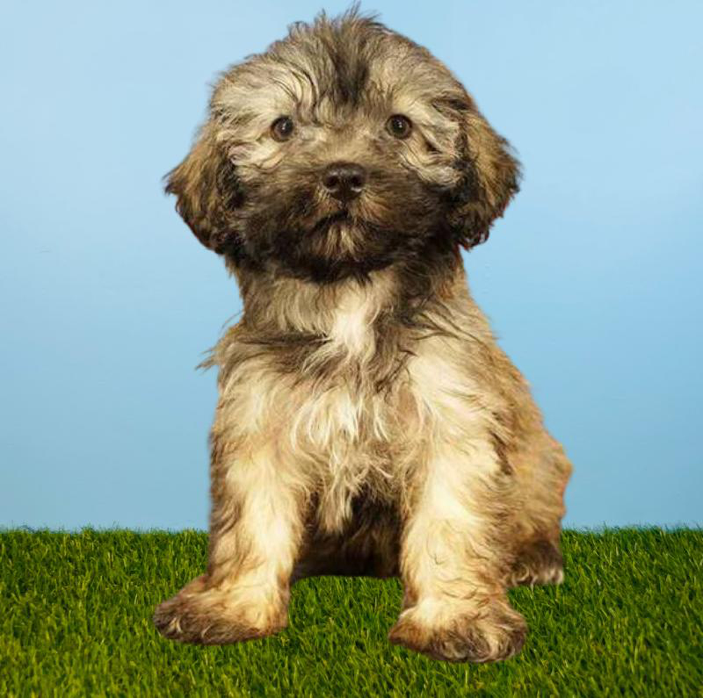 Male Havanese Puppy for sale