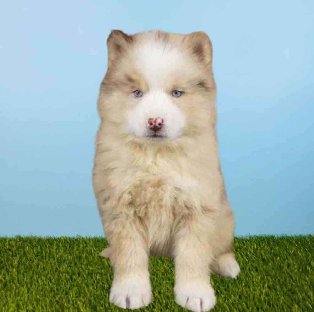 Male Pomsky Puppy for Sale in Meridian, ID