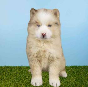Pomsky