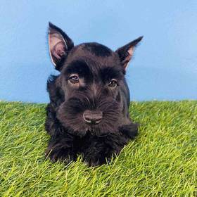 Mini Schnauzer