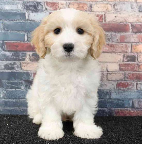 Cavachon