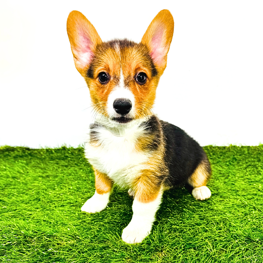 pet breed image