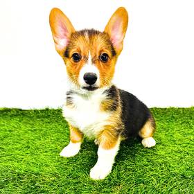 Pembroke Welsh Corgi