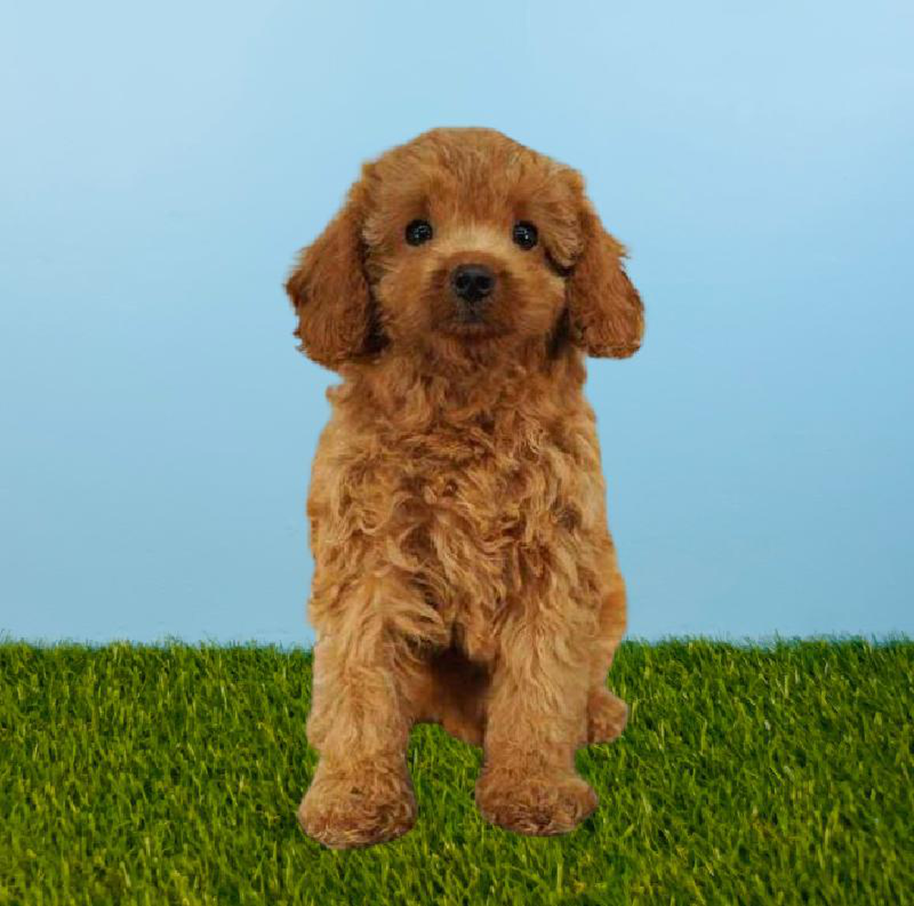 Female Cavapoo Puppy for sale