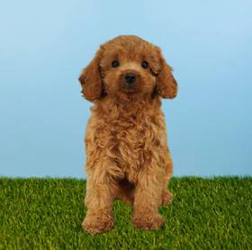 Cavapoo